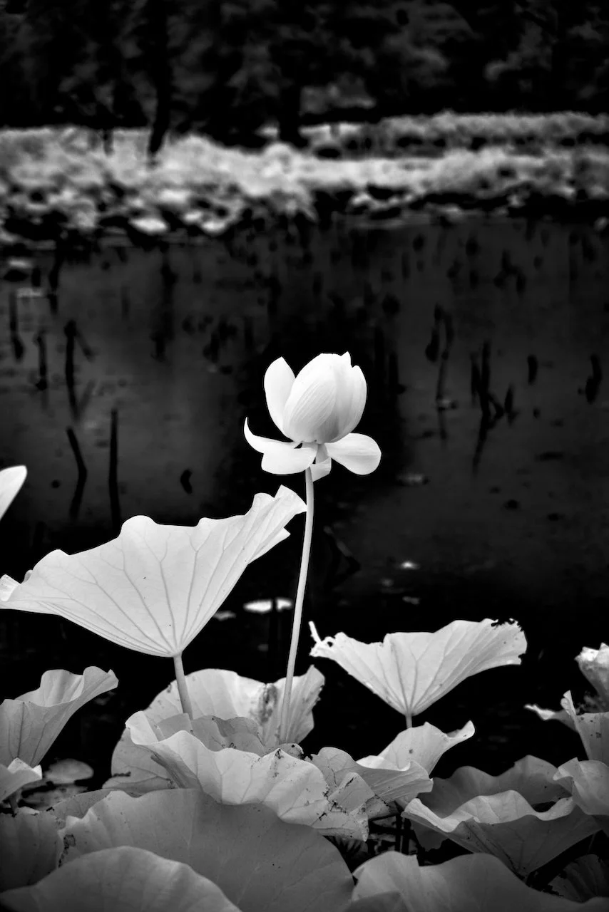 Kenilworth Dark 720nm IR - 7 of 8.jpeg