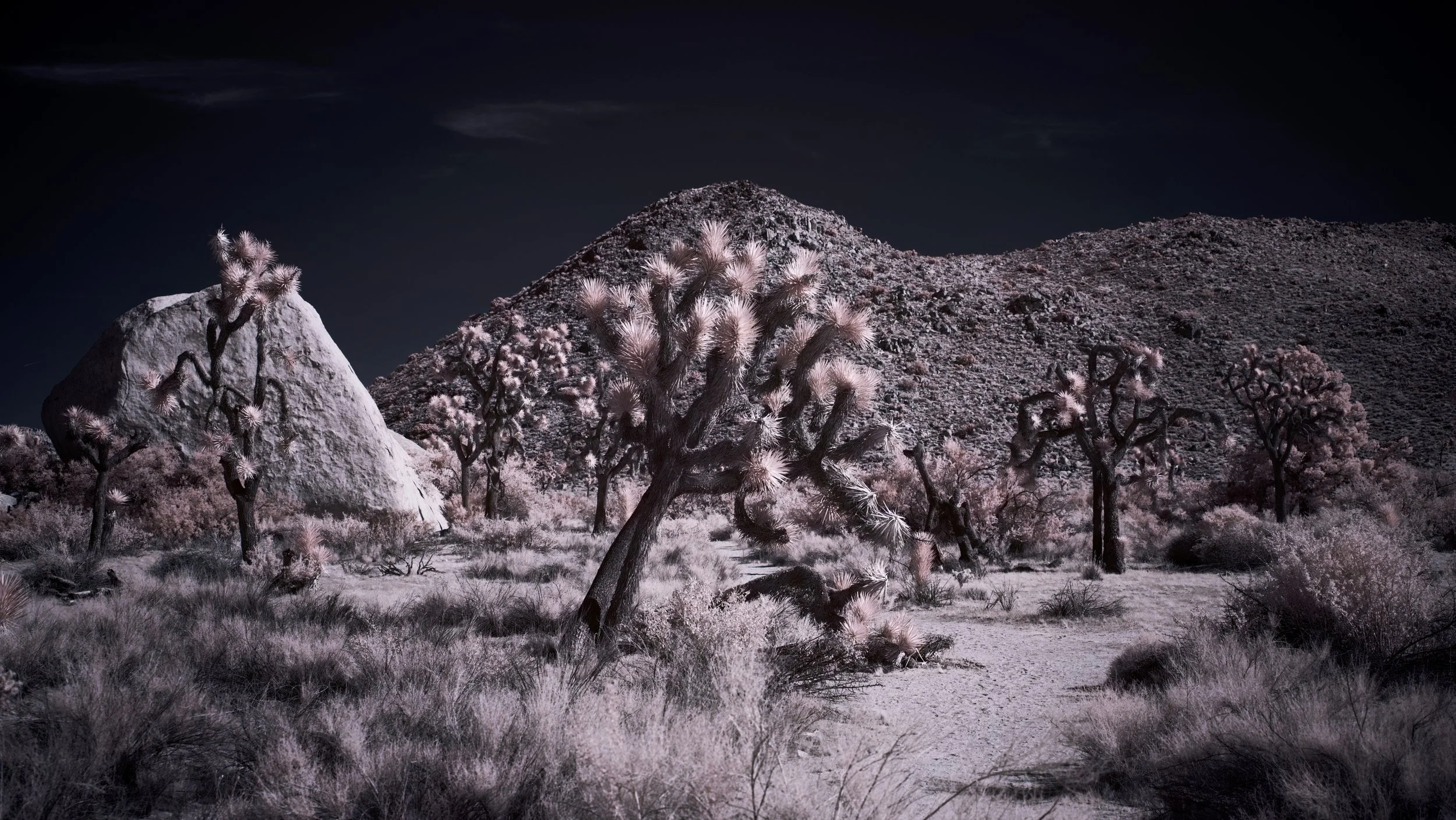 Joshua Tree - 4.jpeg