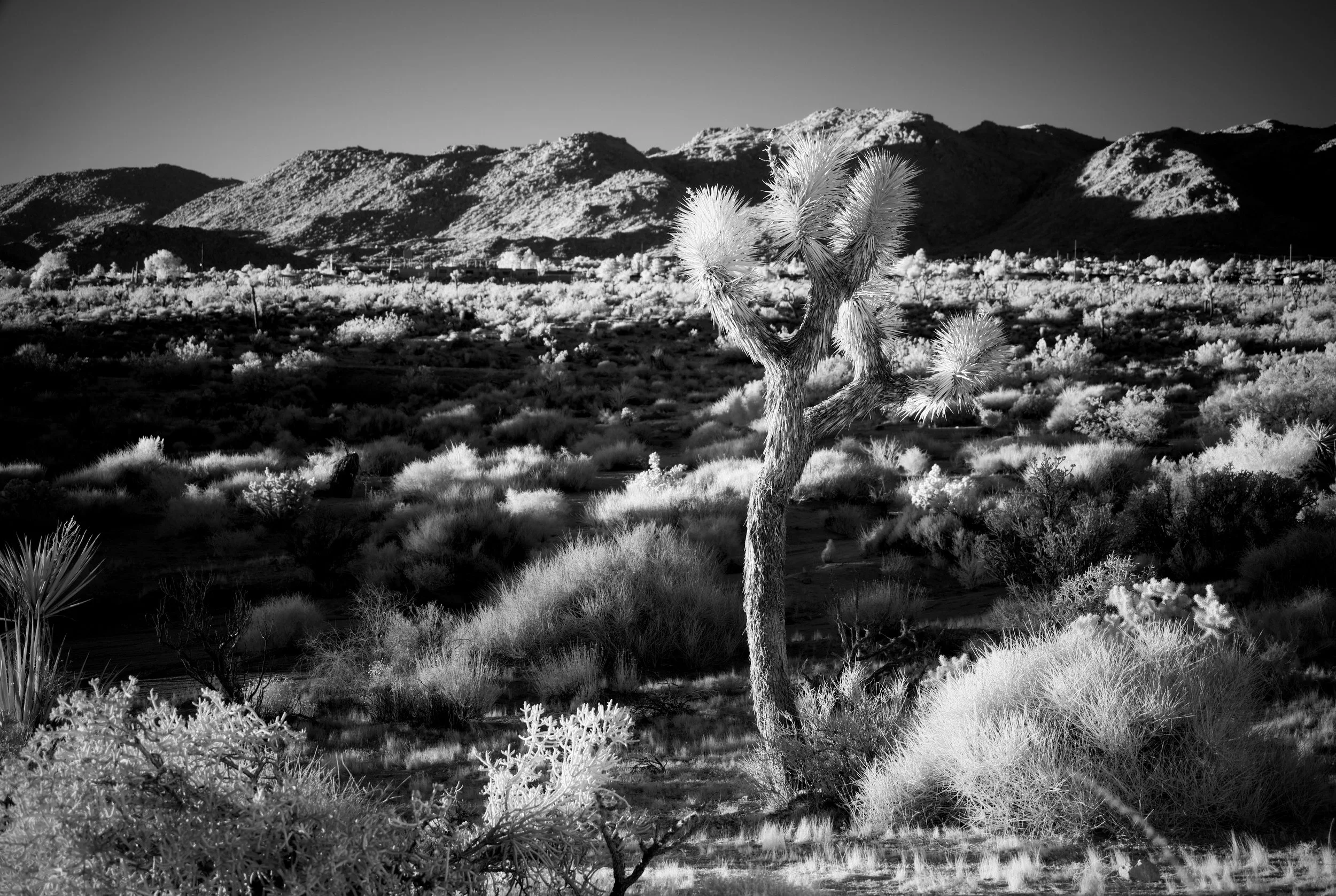 Joshua Tree landscape
