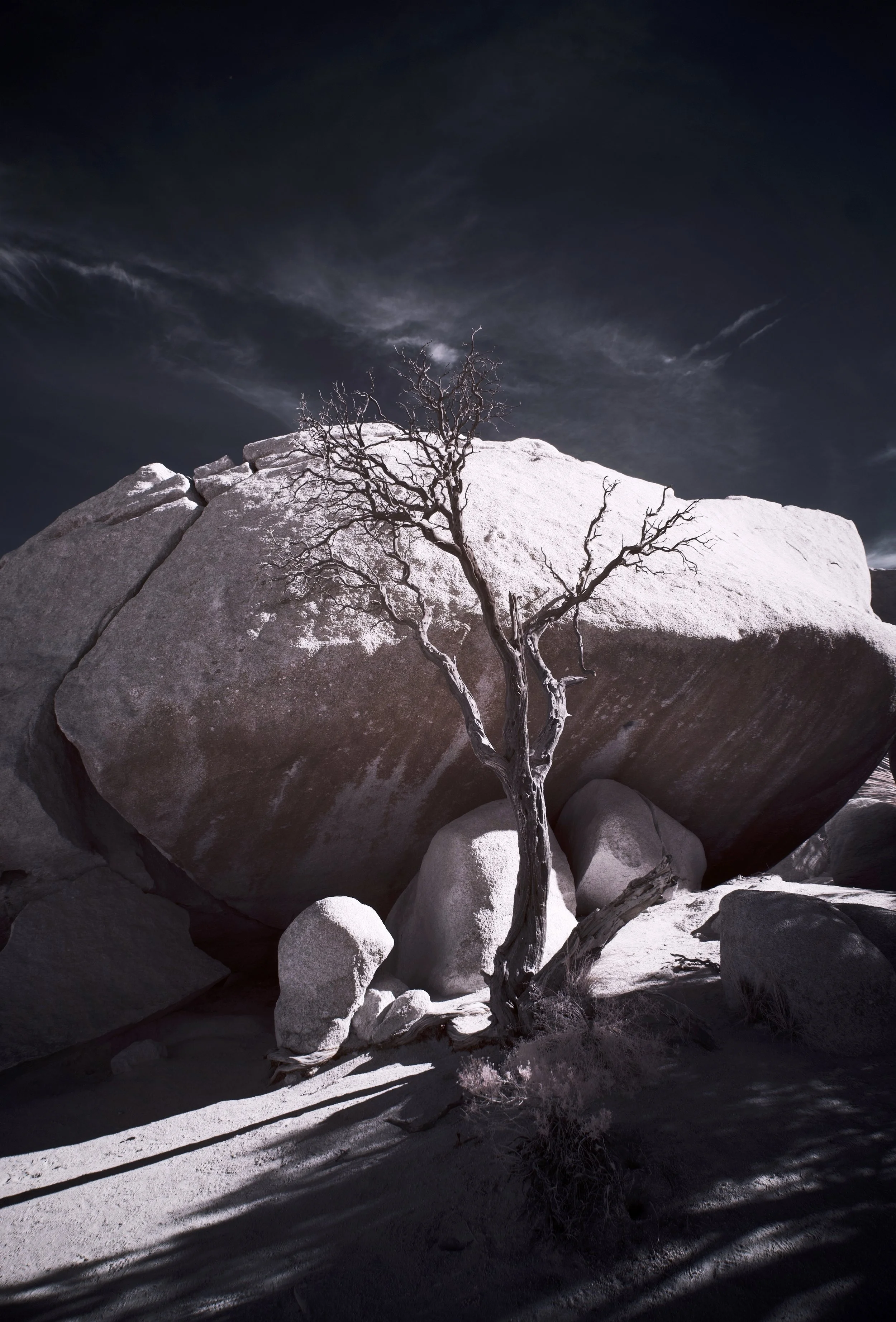 Joshua Tree - 3.jpeg