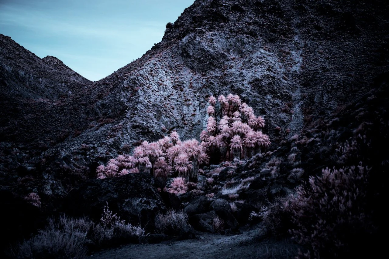 49 Palms Oasis trail