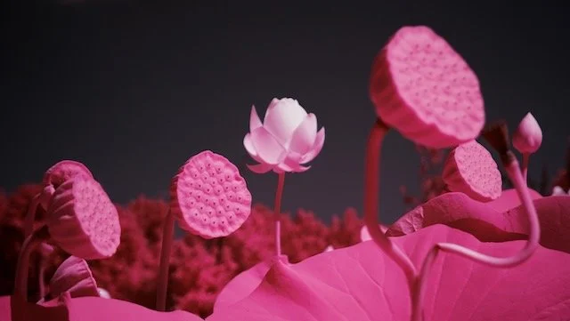 Kenilworth select - 5 of 10.jpeg