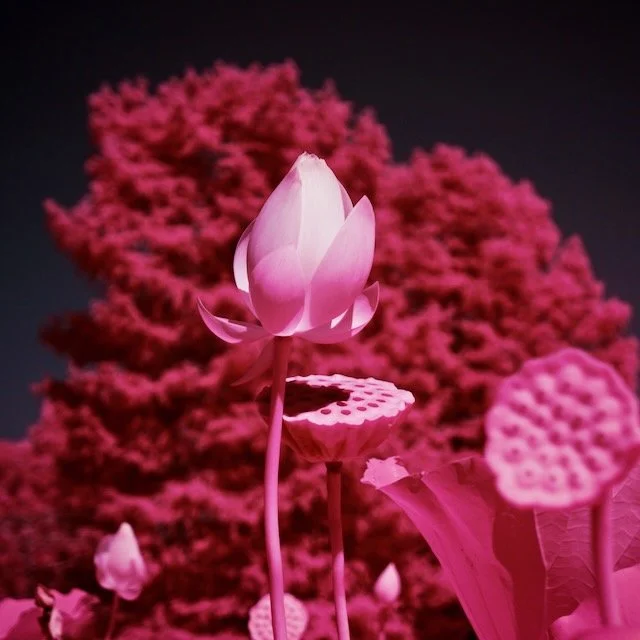 Kenilworth select - 6 of 10.jpeg