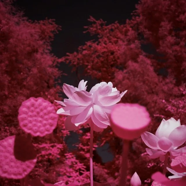 Kenilworth select - 7 of 10.jpeg