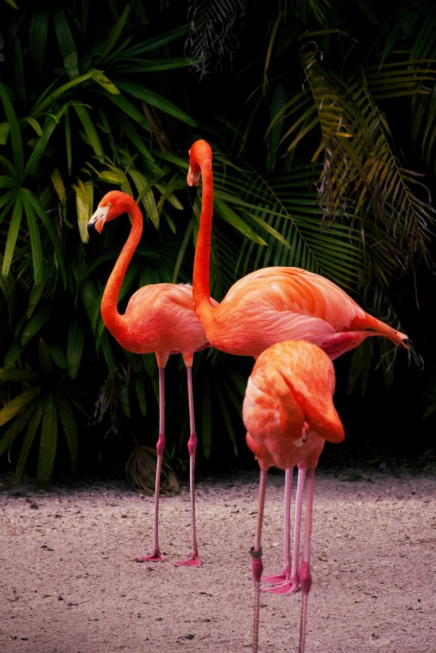 Bolide - 2 of 4.jpeg