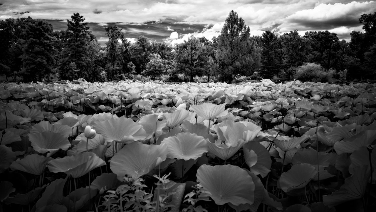 Kenilworth Dark 720nm IR - 1 of 8.jpeg