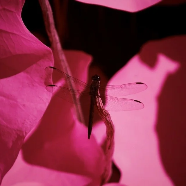 Kenilworth select - 8 of 10.jpeg