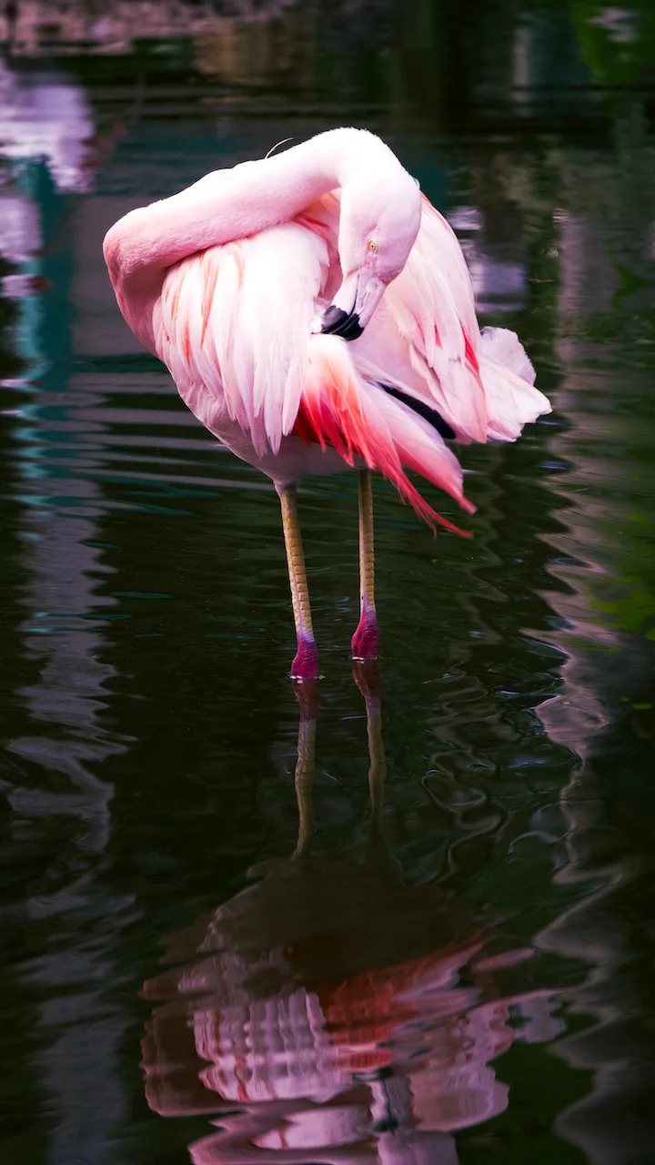 Bolide - 4 of 4.jpeg