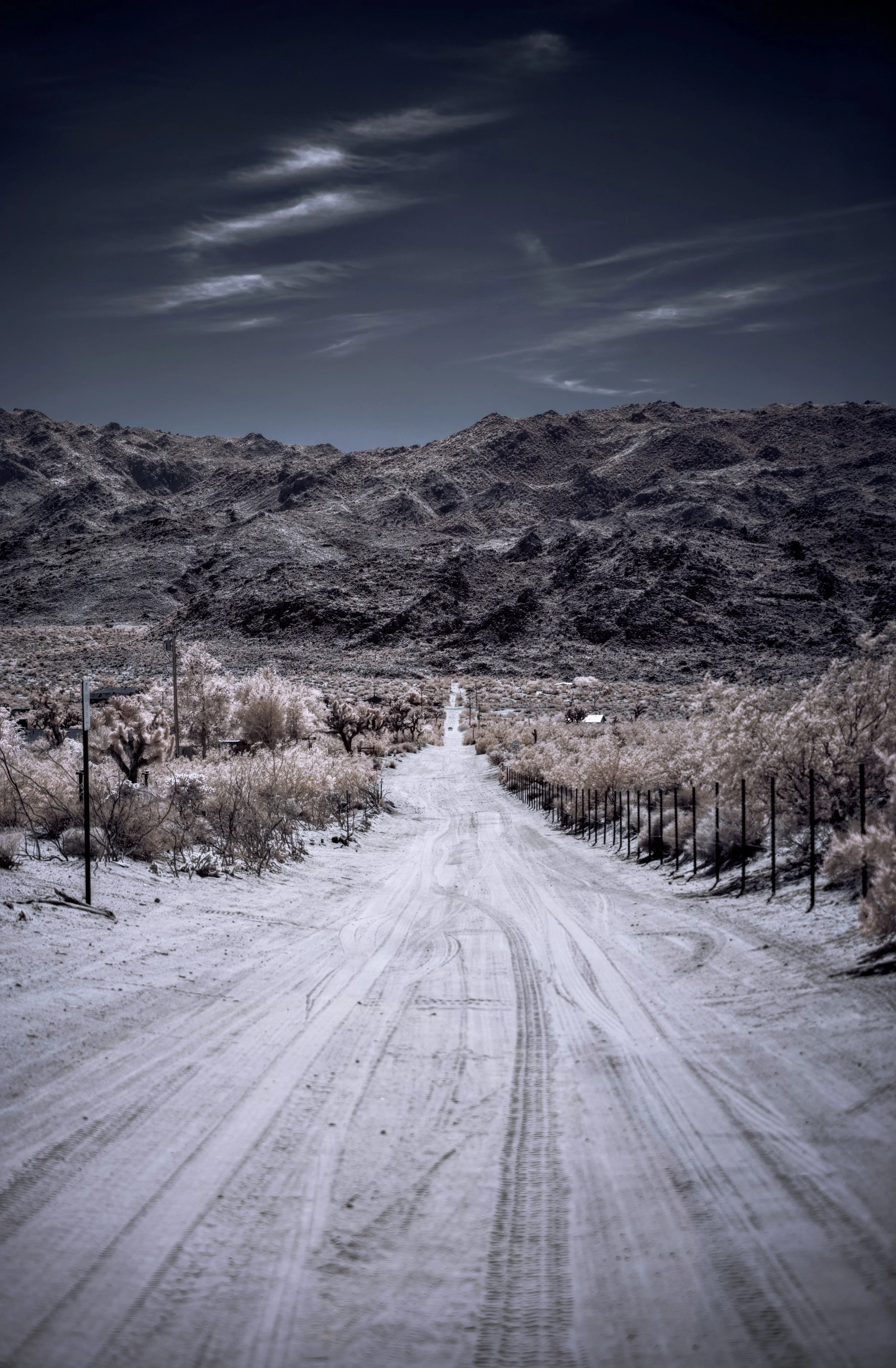 Joshua Tree CA November 2023