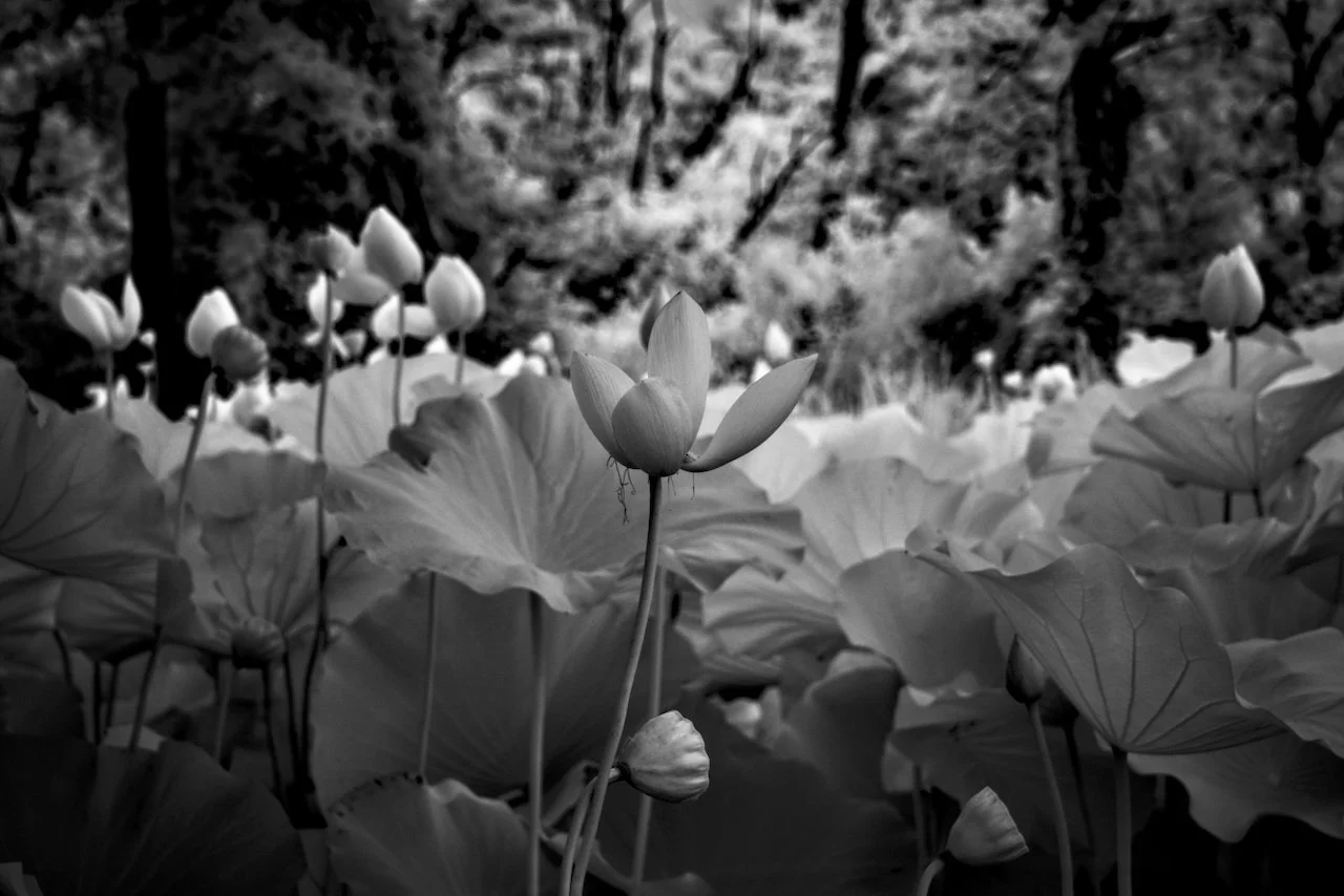 Kenilworth Dark 720nm IR - 3 of 8.jpeg