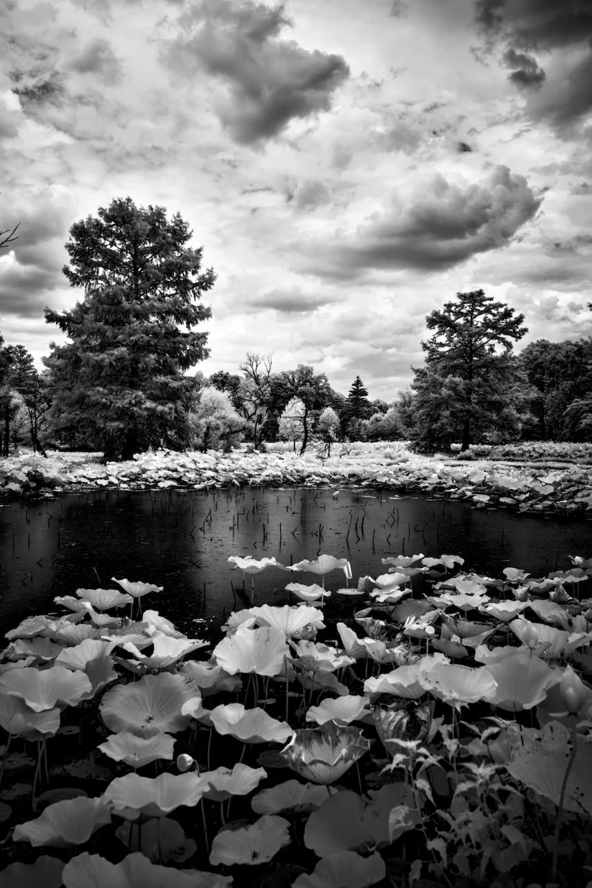 Kenilworth Dark 720nm IR - 6 of 8.jpeg