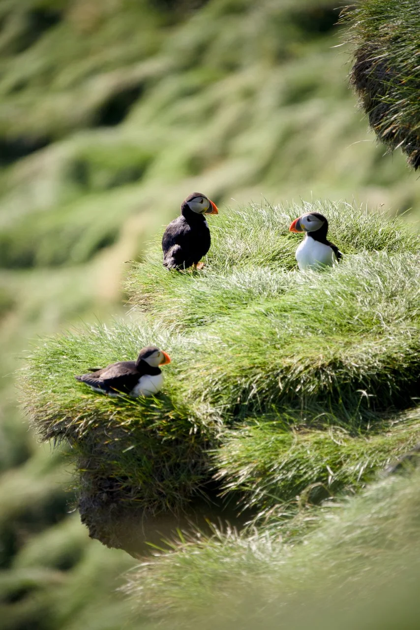 Iceland Prelim - 11.jpeg