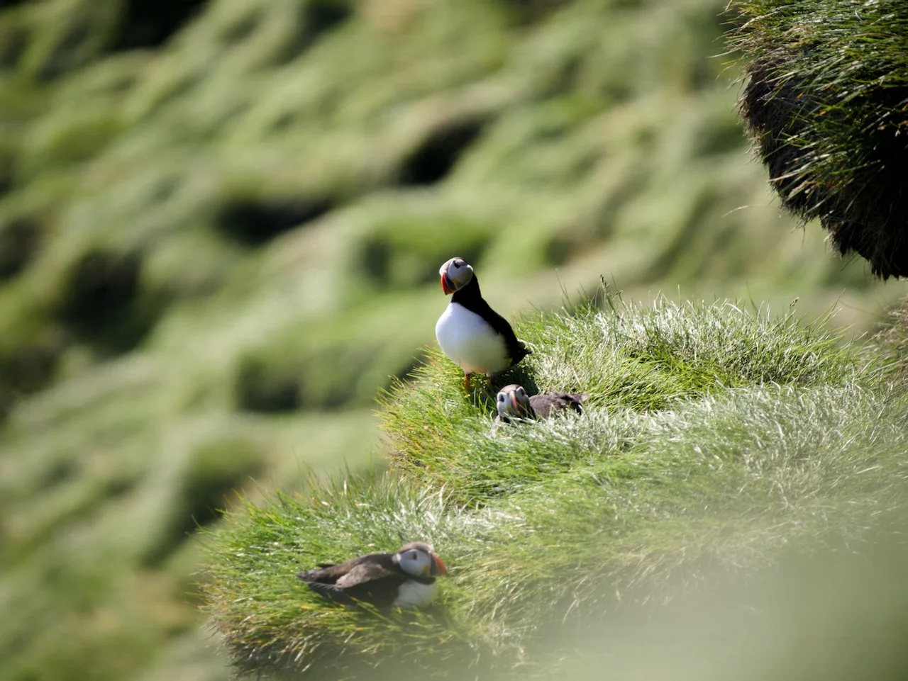 Iceland Prelim - 10.jpeg