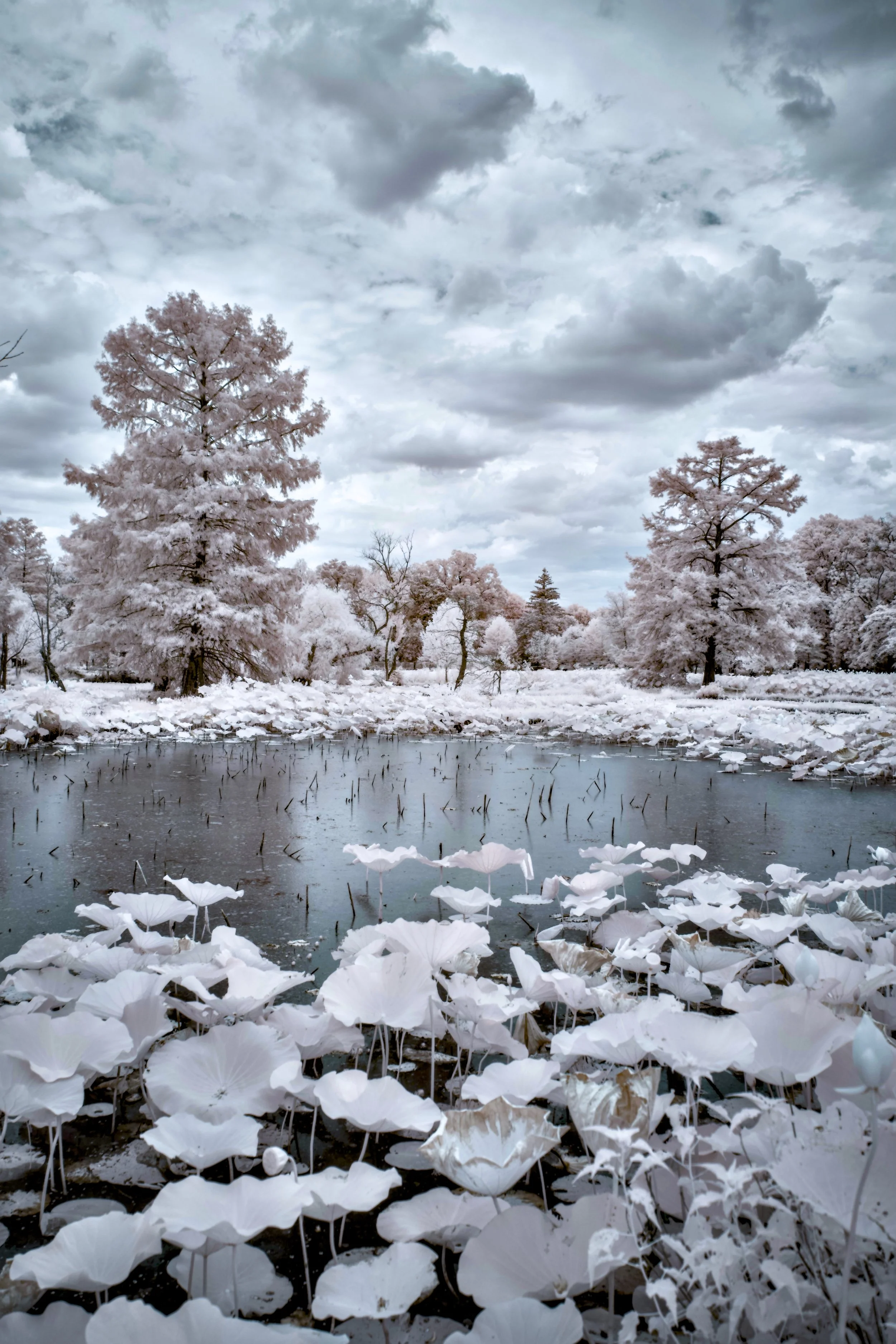 Kenilworth Aquatic Park | Washington DC July 2024