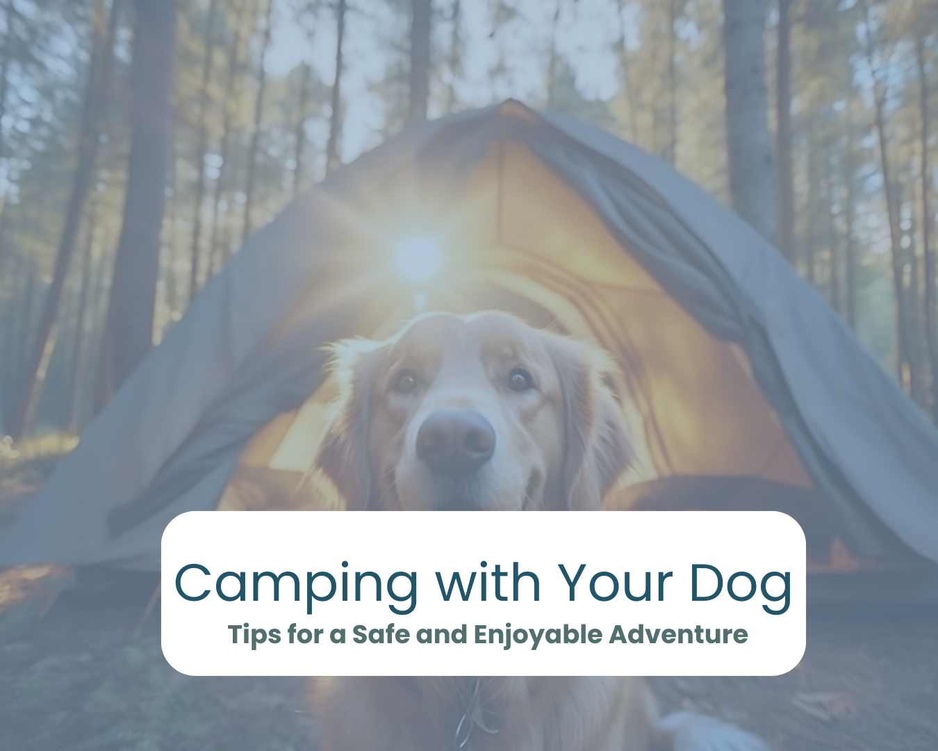 Camping With Your Dog 