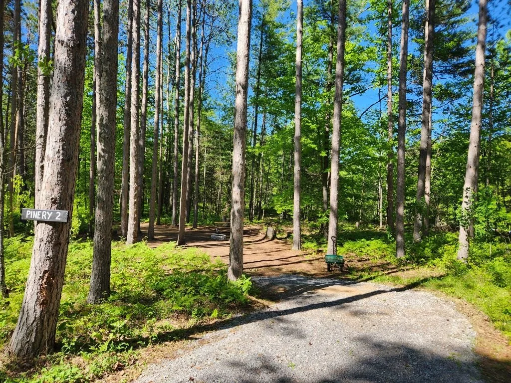 Forest path with tall trees and a sign reading 'Pinery 2'