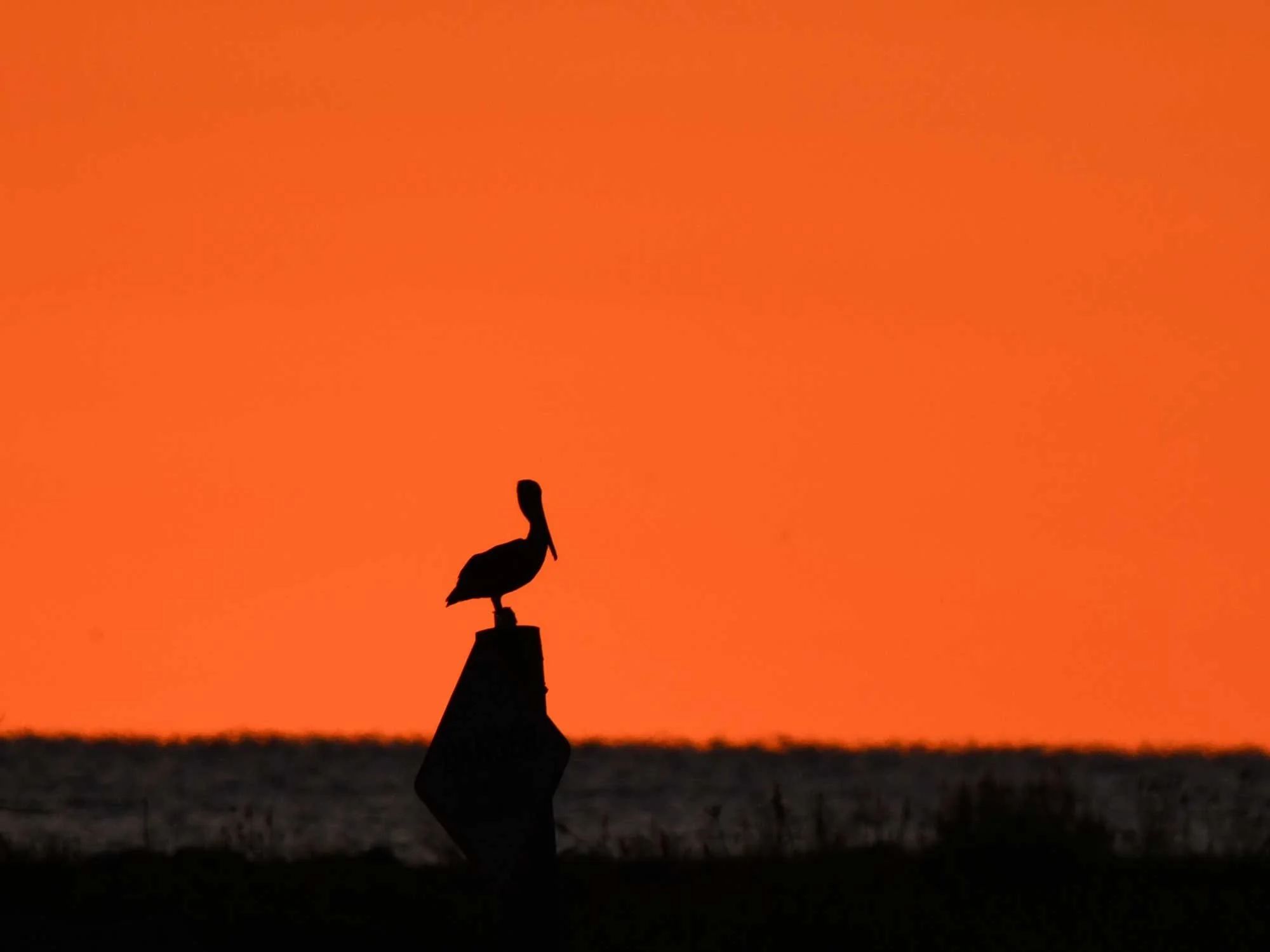 bird-watching-gulf-coast-rv-resort.jpg