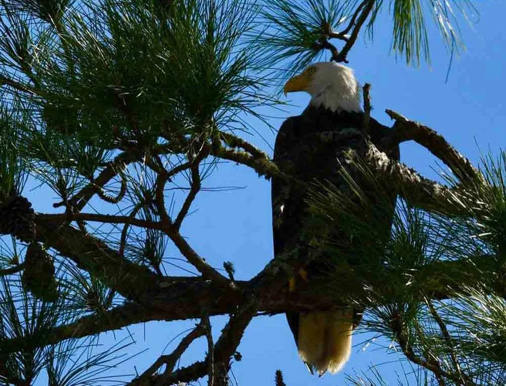bird-watching-rv-resort.jpg