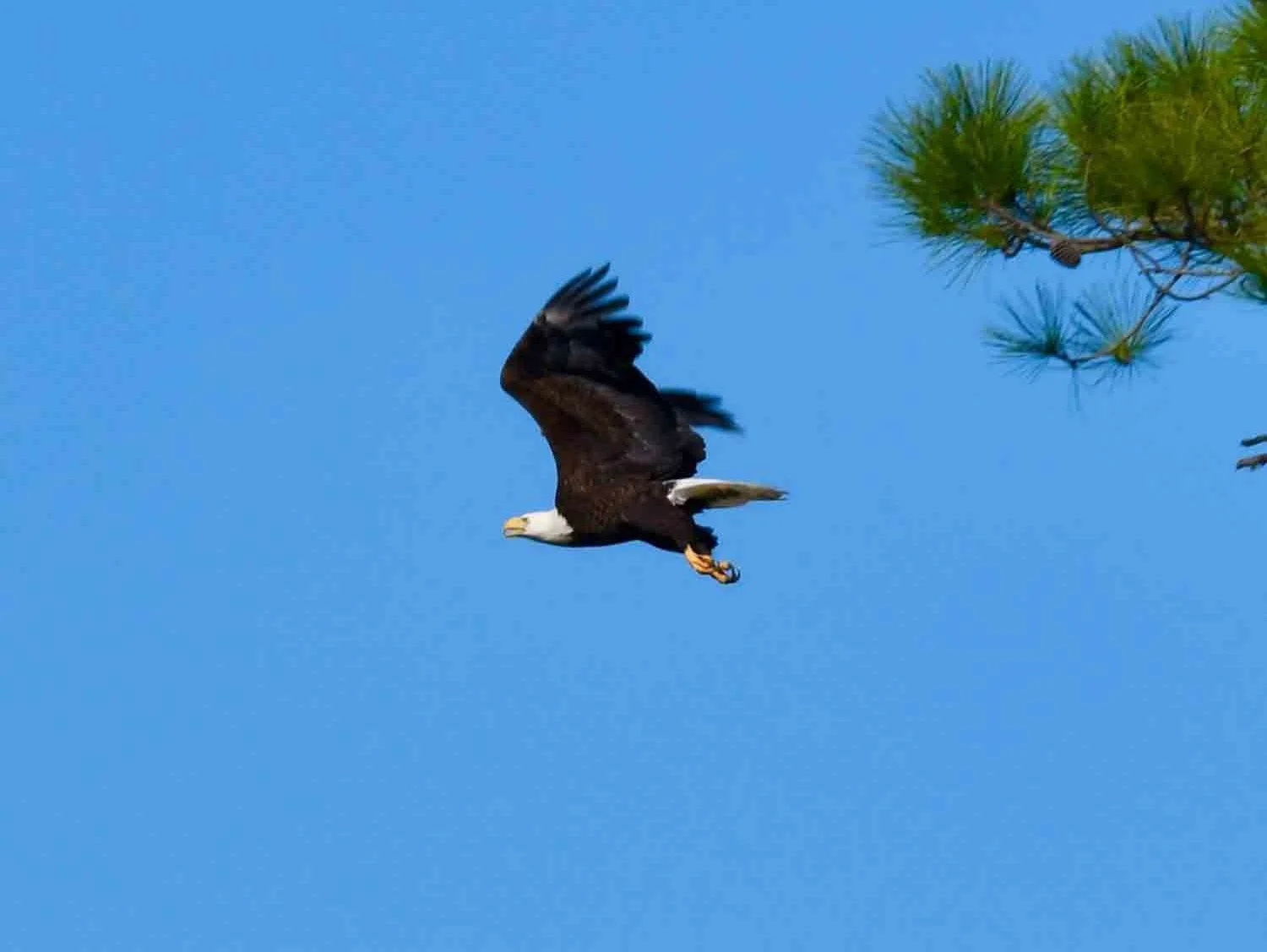 eagle-watching-gulf-coast-alabama.jpg