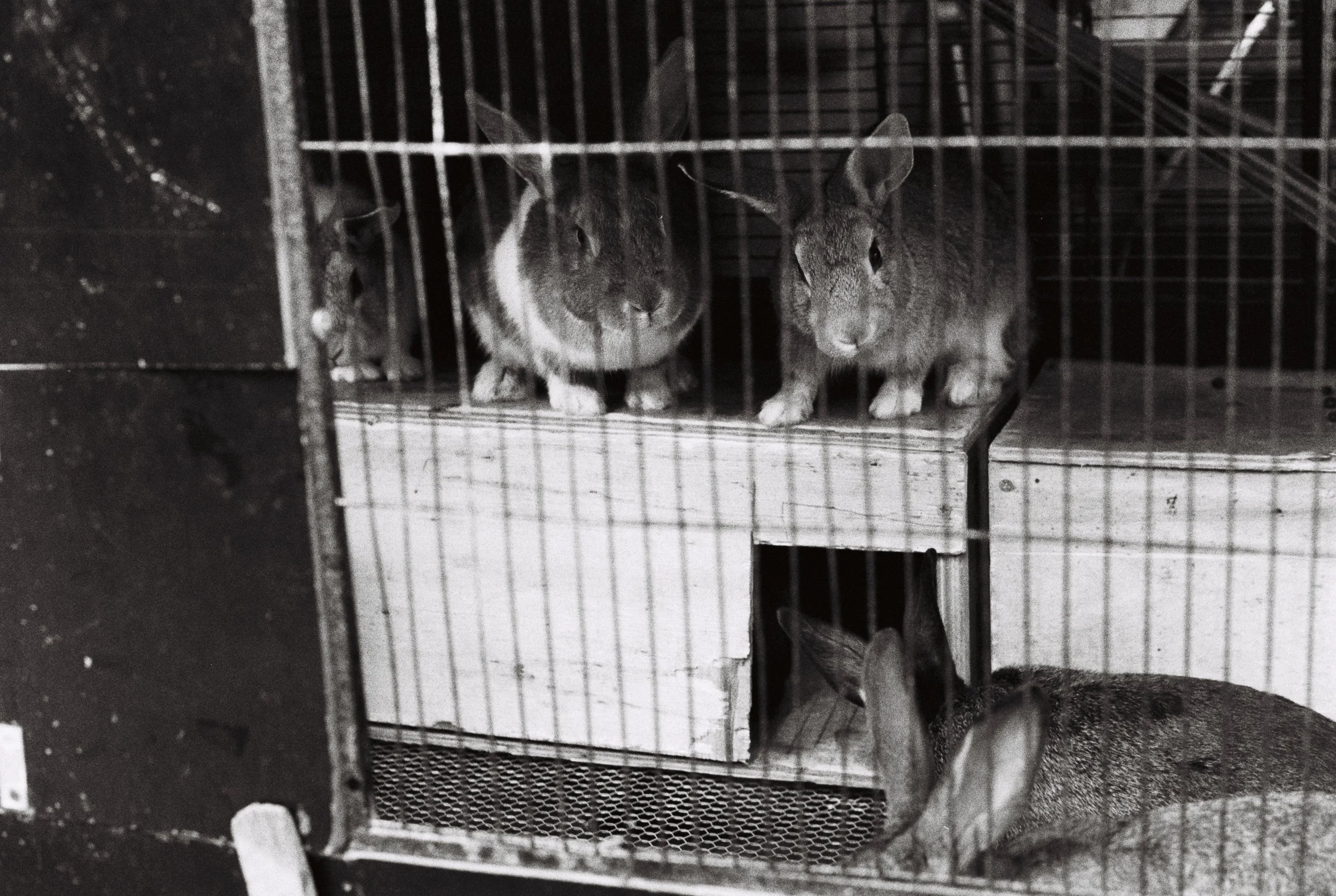 Two rabbits inside a cage, with one rabbit partially visible at the bottom of the cage and the other two rabbits on a platform at the top of the cage.