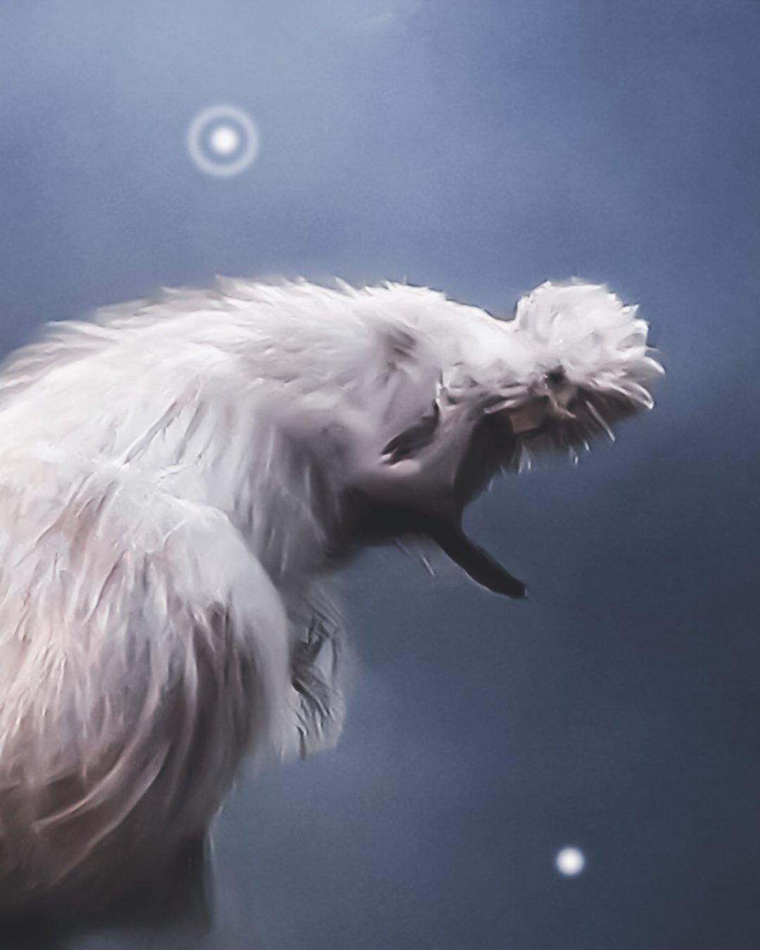 Feathered King