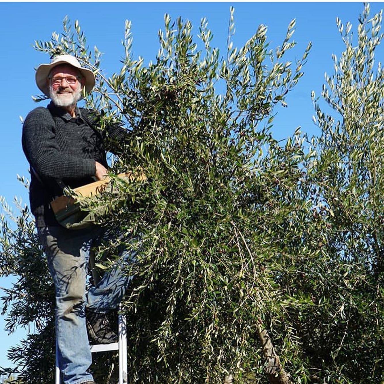 Neil Seymour harvesting olives