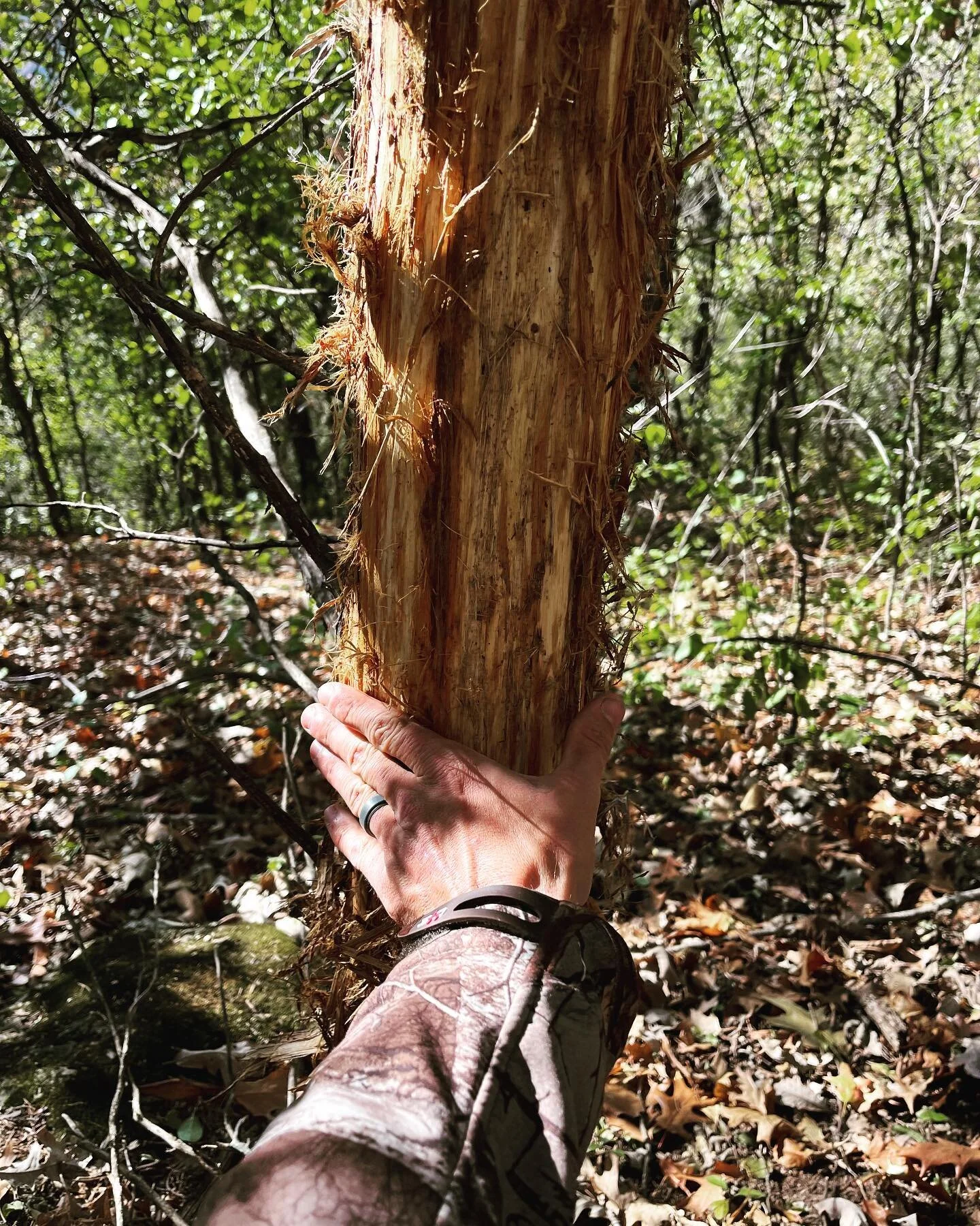 Nature&rsquo;s Autograph: Whitetail edition 🦌🍂🌾

#midwestmassoutdoors #midwestmass #deerseason #deerhunting #deerscrapes #scrapestories #midwesthunting #wihunting #mnhunting