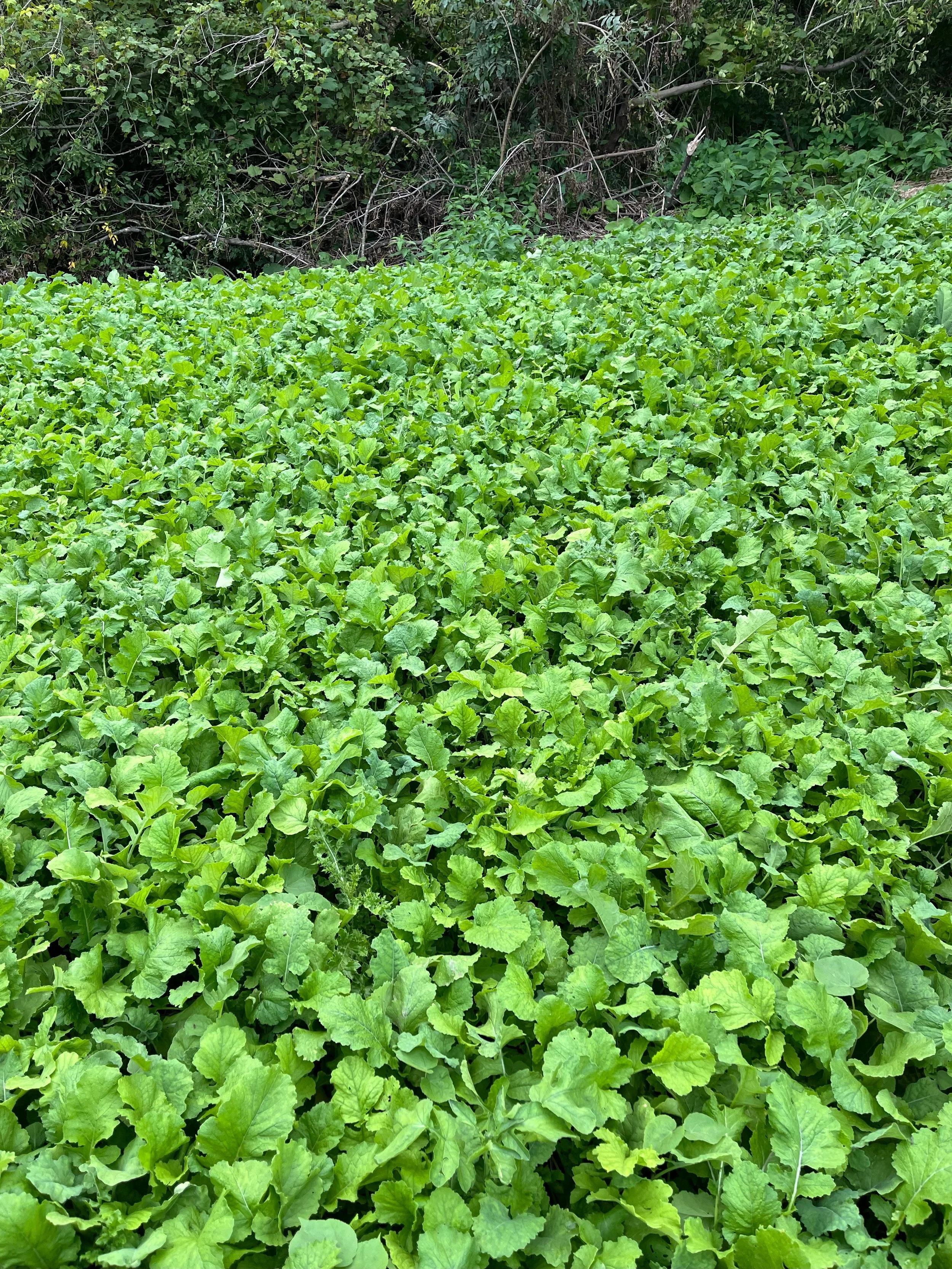 G plot food plot seed.jpg