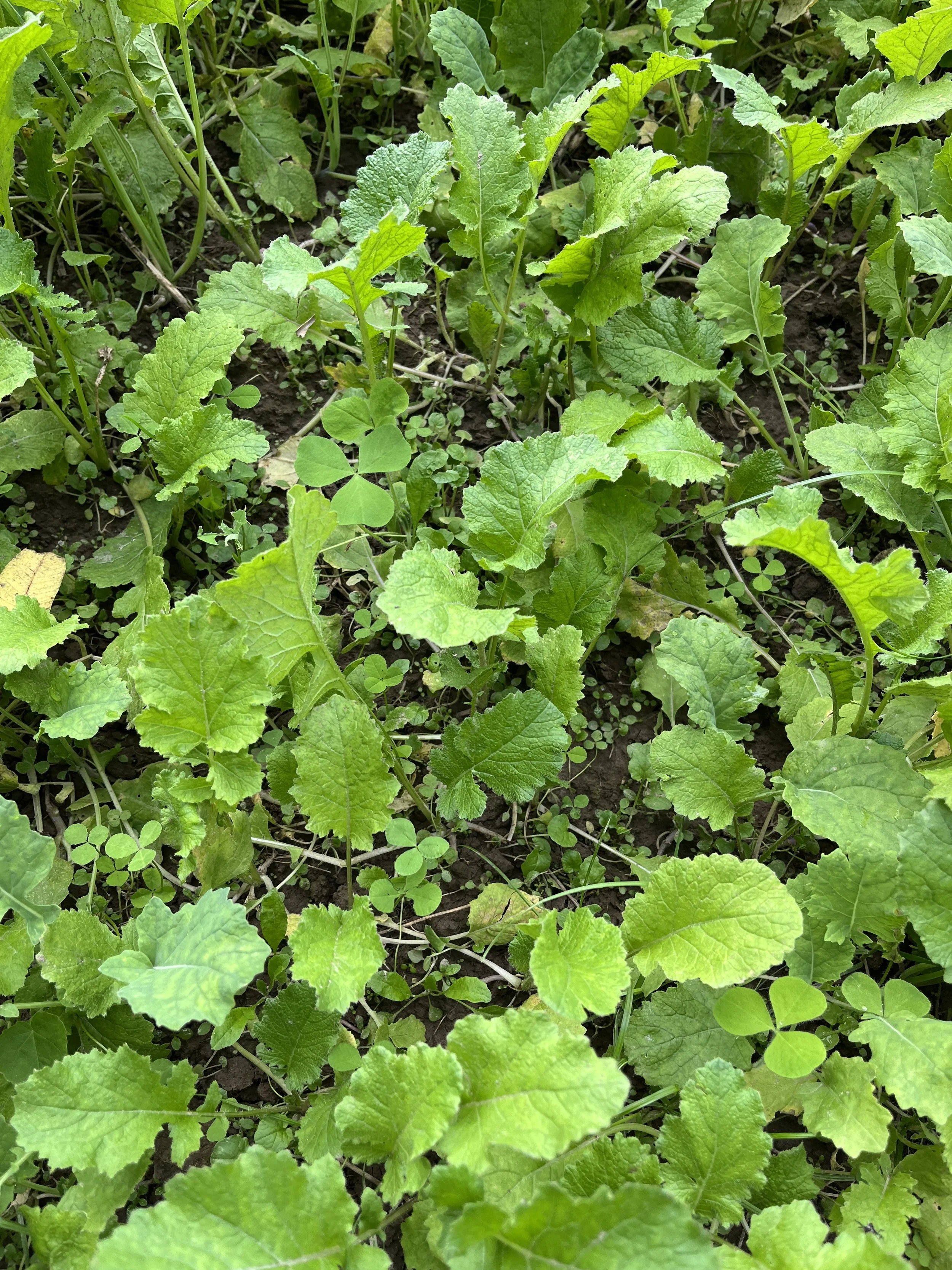 Meadow Munch food plot seed.jpg