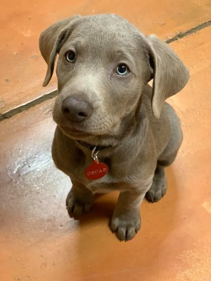 Pawsitive Pooch Pawsitive Pooch