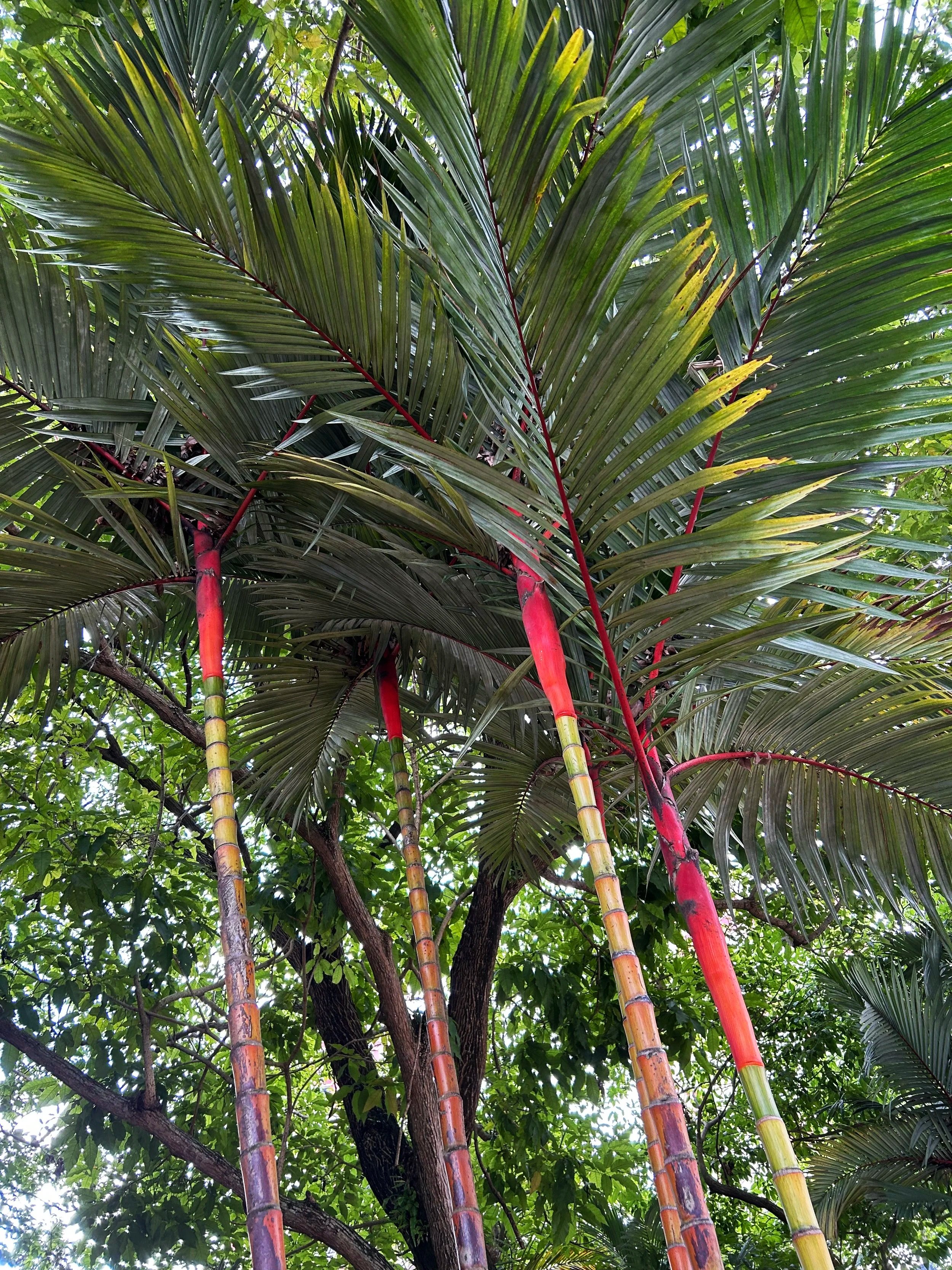 The Ministry of Ithamar