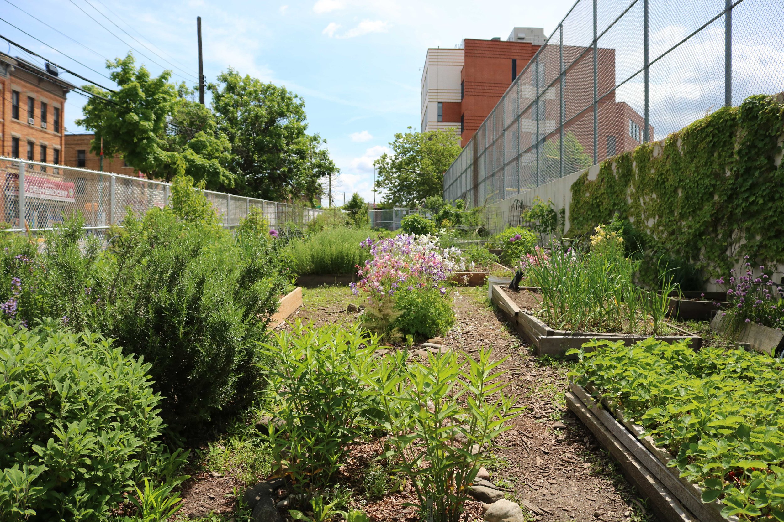 Ridgewood Community Garden