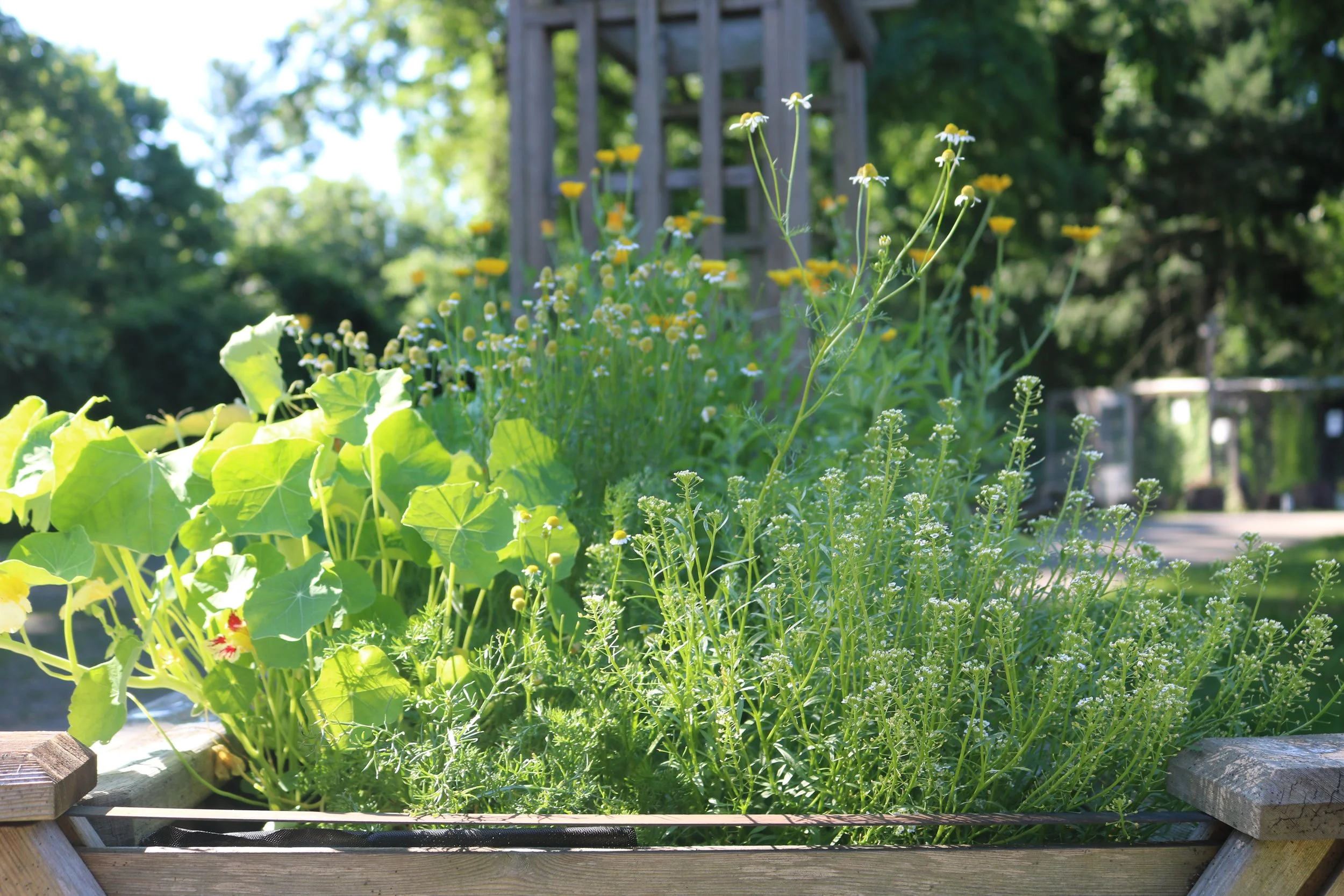 Philly Goat Project's Edible, Sensory Garden