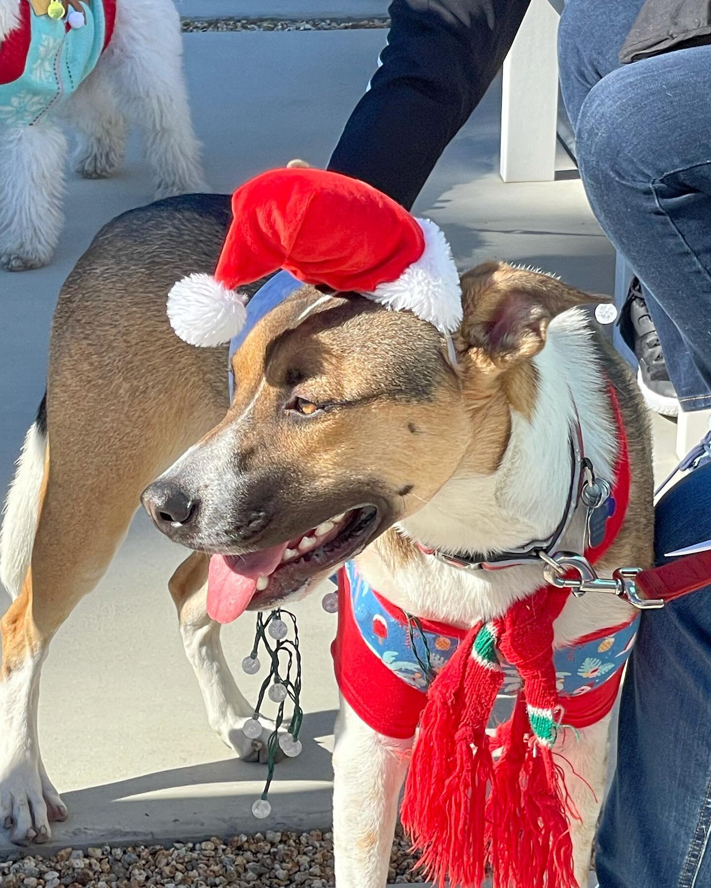 So much fun yesterday at the 2nd Annual Vista Las Palmas Pet Parade! We had an amazing turnout of neighbors, friends and of course, the stars of the show were our amazing pups! Thank you to all of our sponsors! Events like this make Vista Las Palmas 