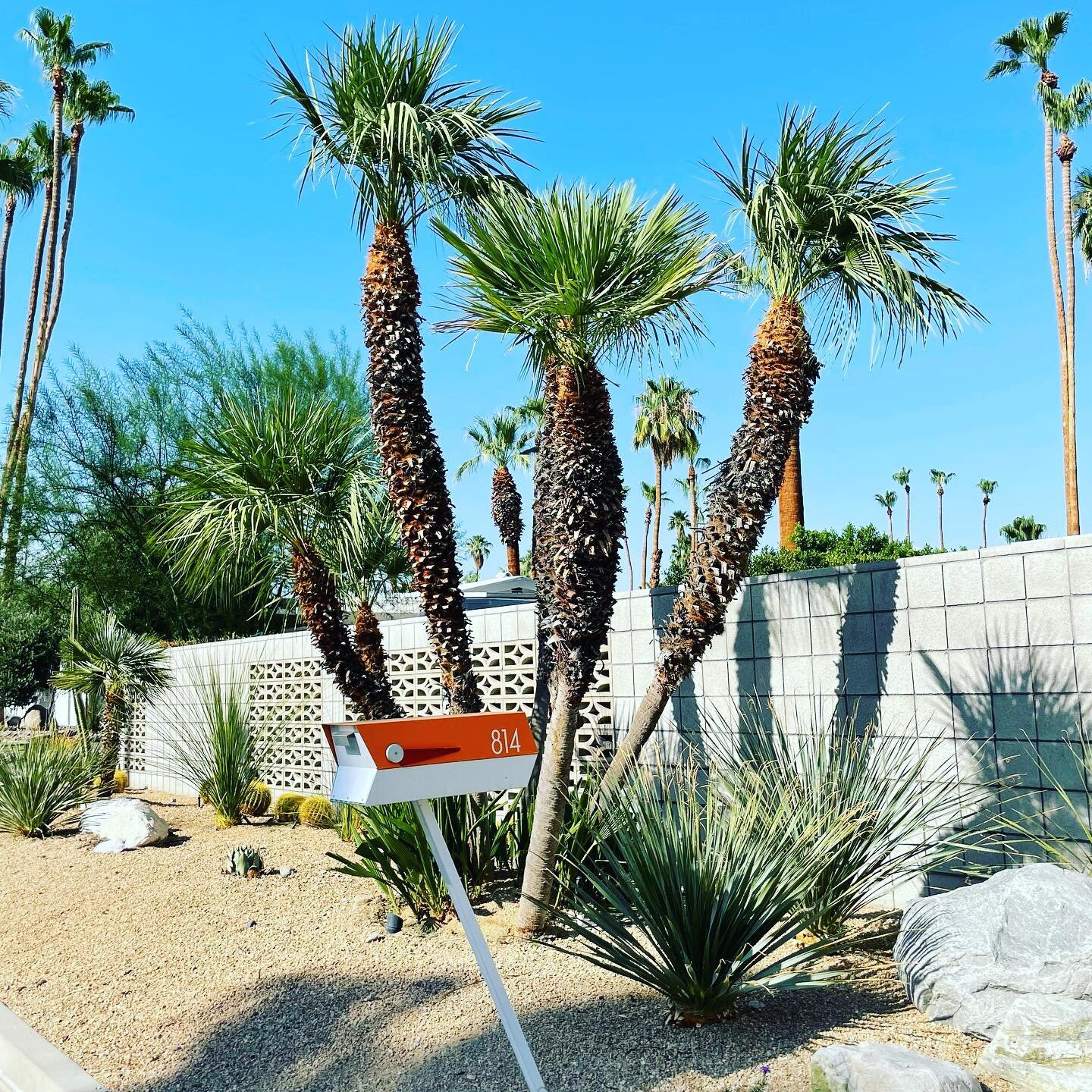 There&rsquo;s always something interesting to see on a walk through the VLP. #vistalaspalmas #vlpnowhereelse #inthevlp #vlpno #palmsprings