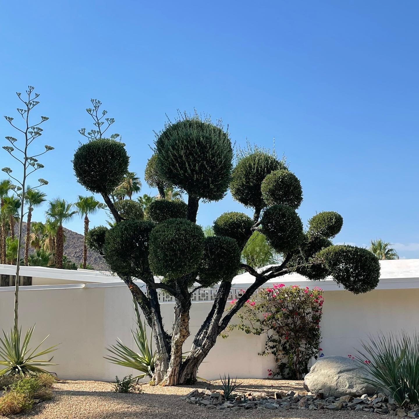 Each Alexander home in Vista Las Palmas came with a signature olive tree. Many still exist and thrive all these years later. Here are a few of our favorites! #olivetree #vistalaspalmas #vlpno #vlpnowhereelse #alexanderhomes #palmsprings
