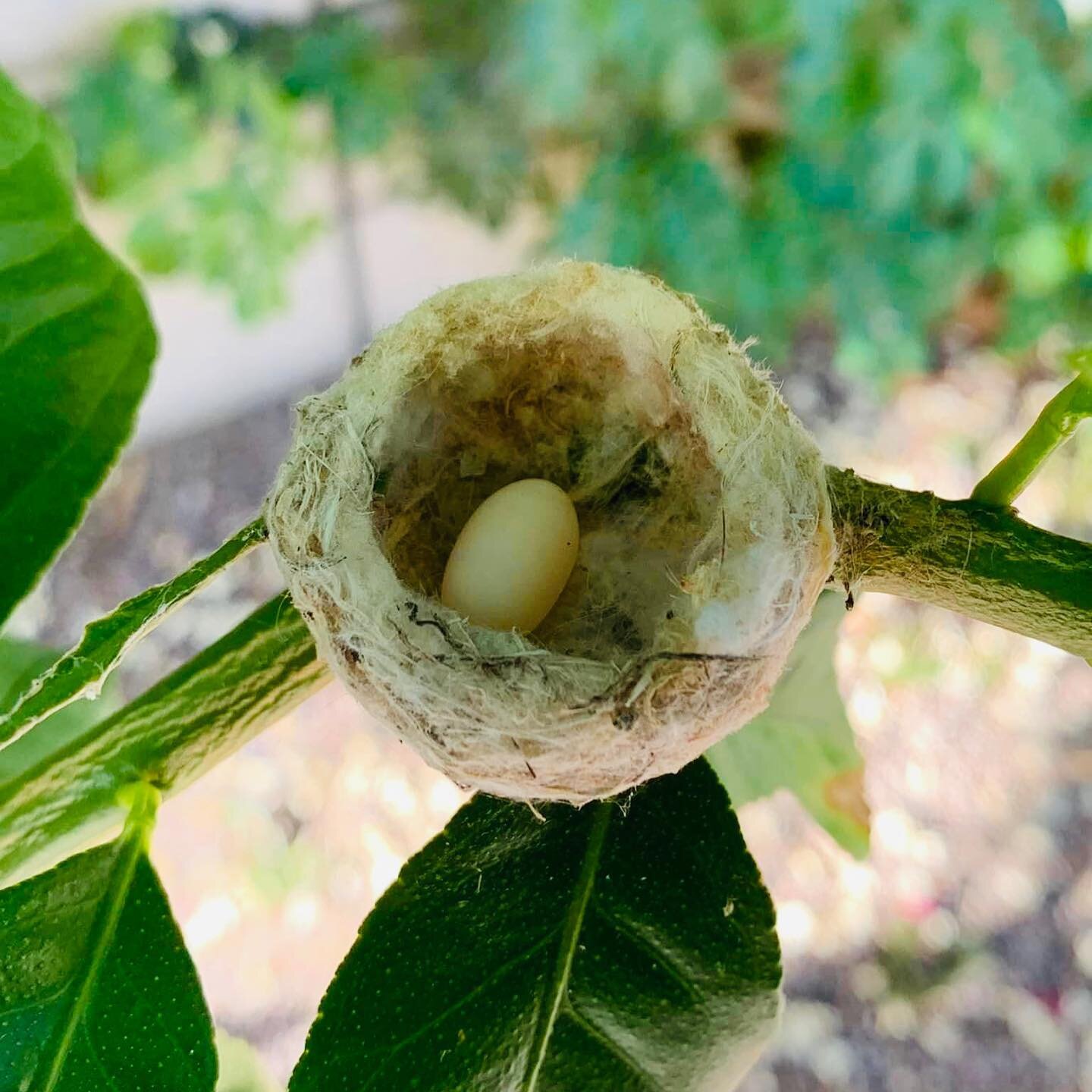 This precious hummingbird nest is a reminder that it is nesting season through about August. Trimming your shrubs and hedges right now may jeopardize these nests so please consider holding off until September. Our bird neighbors thank you 🙏 
.
Photo