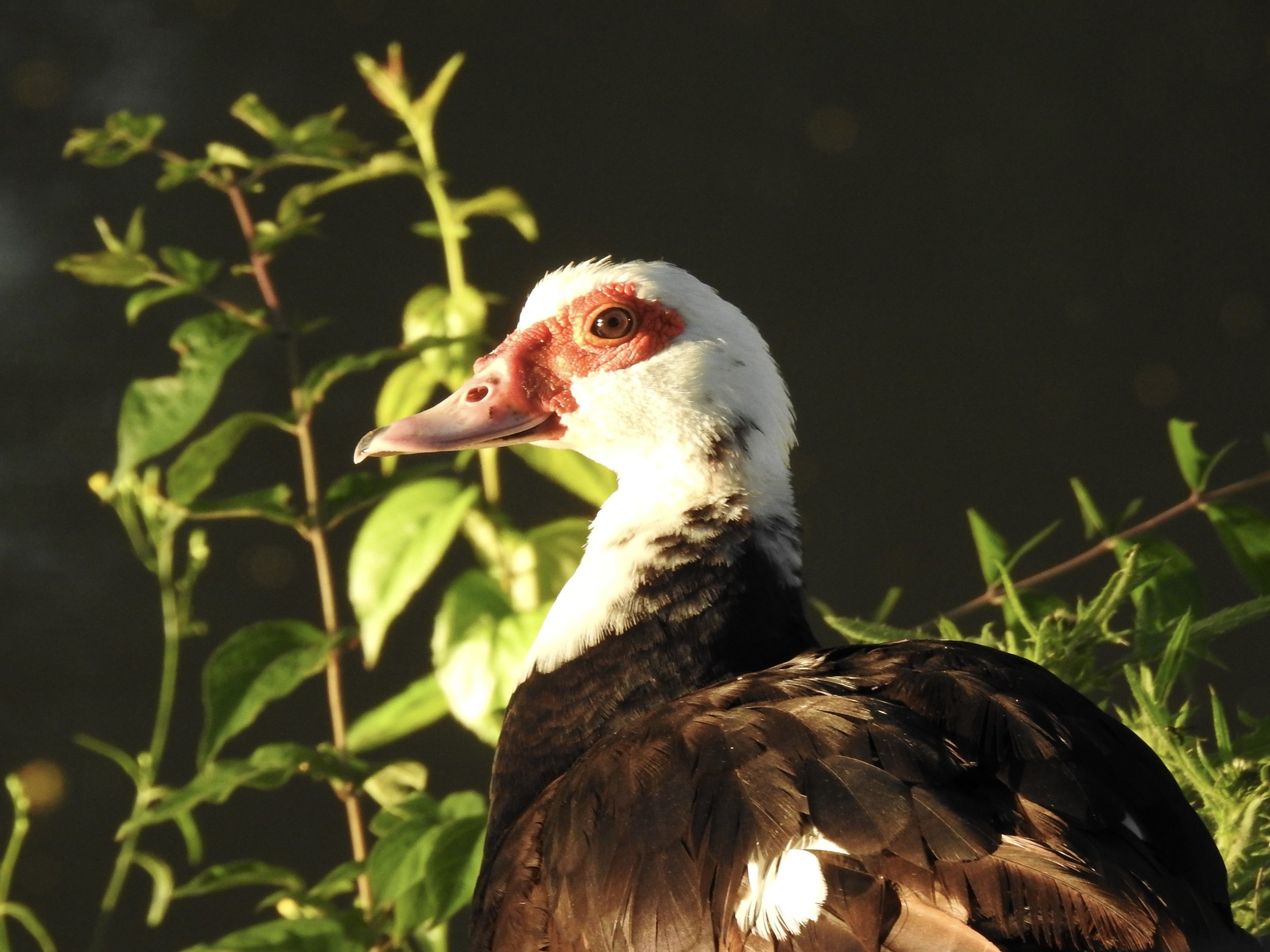 Muscovy Duck - Laura Mae.JPG