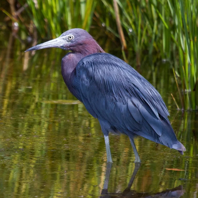Blue Heron Genoa