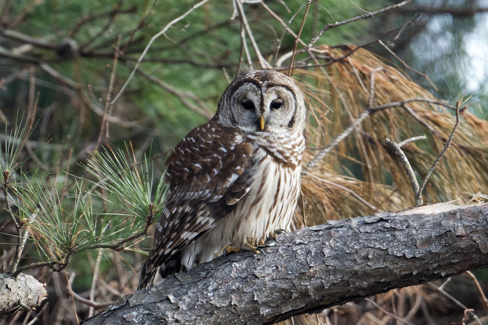 Jan Kool - Barred Owl.jpg