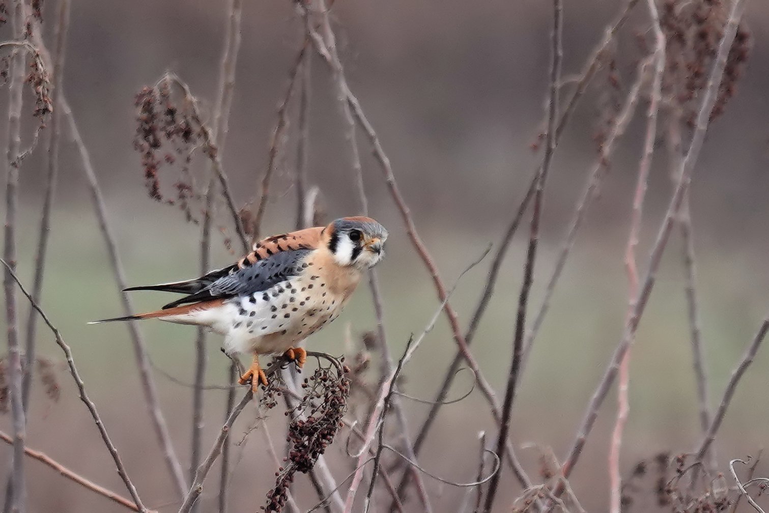 American kestrel--Alan Mitchnick.jpg