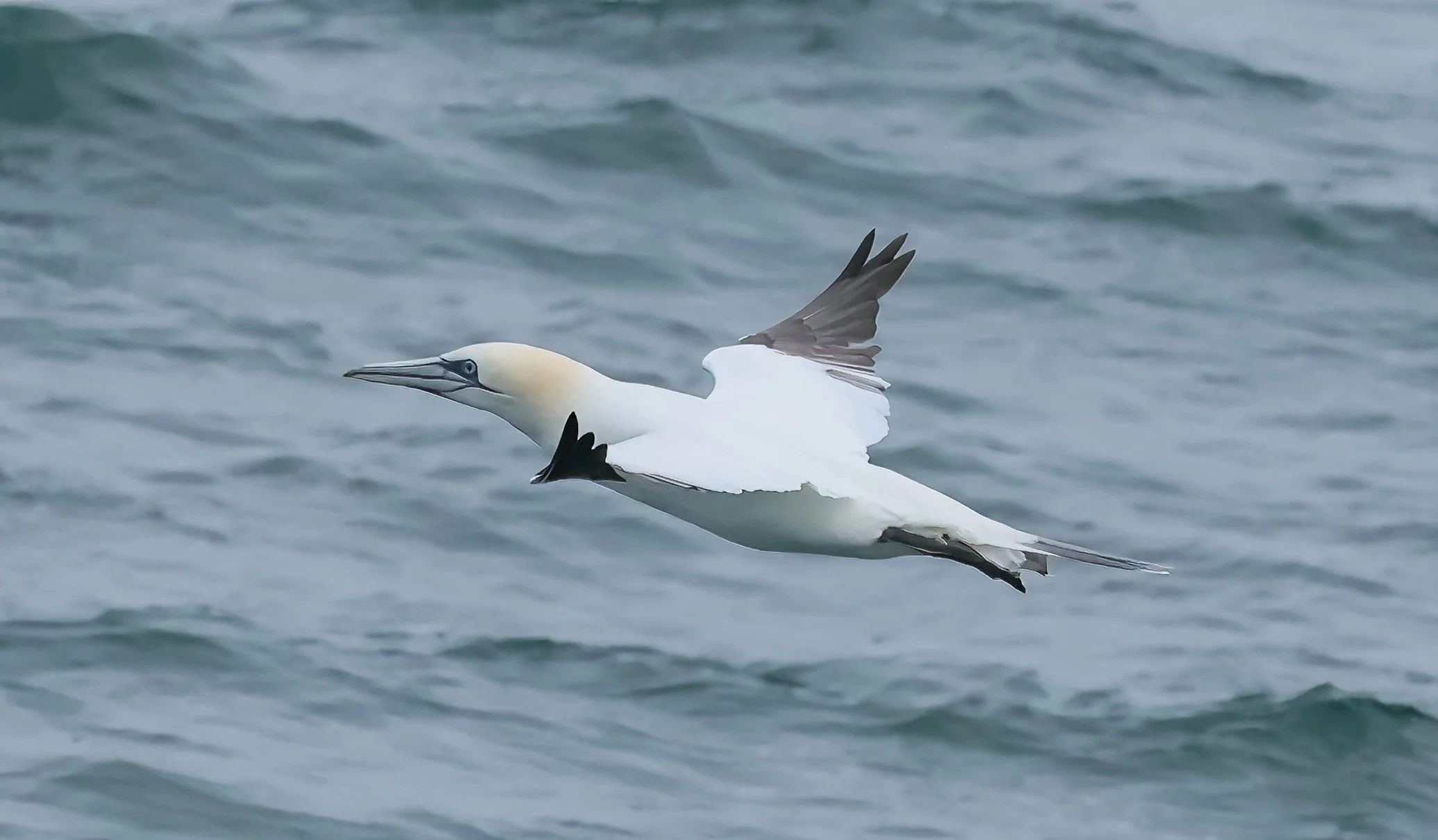 VSO Winter Field Trip - North Carolina Outer Banks - Feb 6-8, 2026