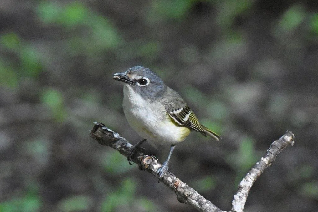 VSO Summer Field Trip - New River Valley - May 1-3, 2026