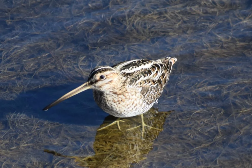 Field Trip Report: 2026 Outer Banks