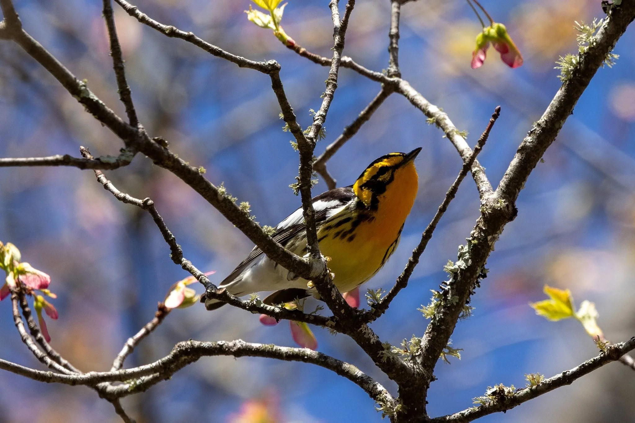 Blackburnian Warbler-Scott Priebe.jpg