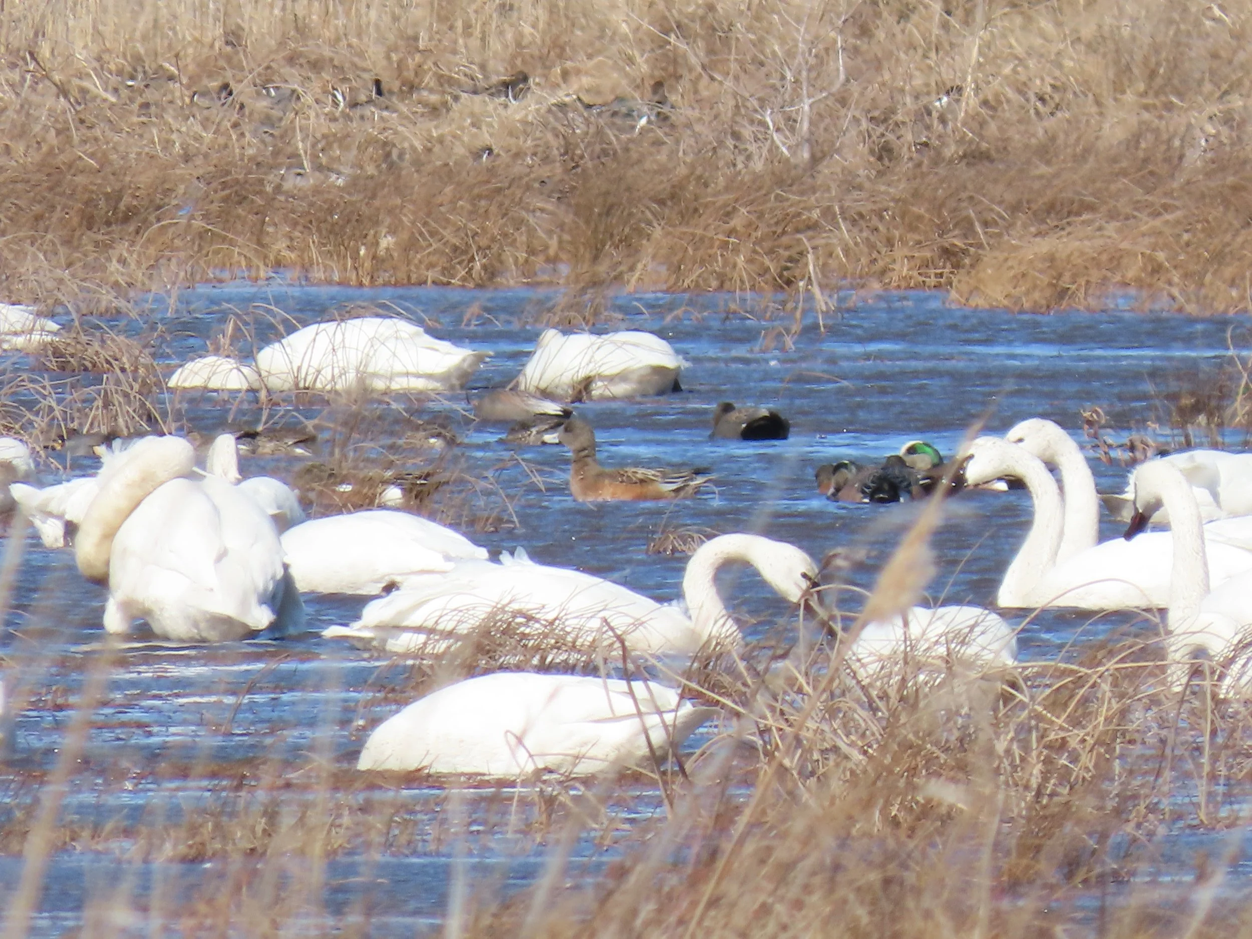 VSO Field Trip - North Carolina Outer Banks - February 5-7, 2027