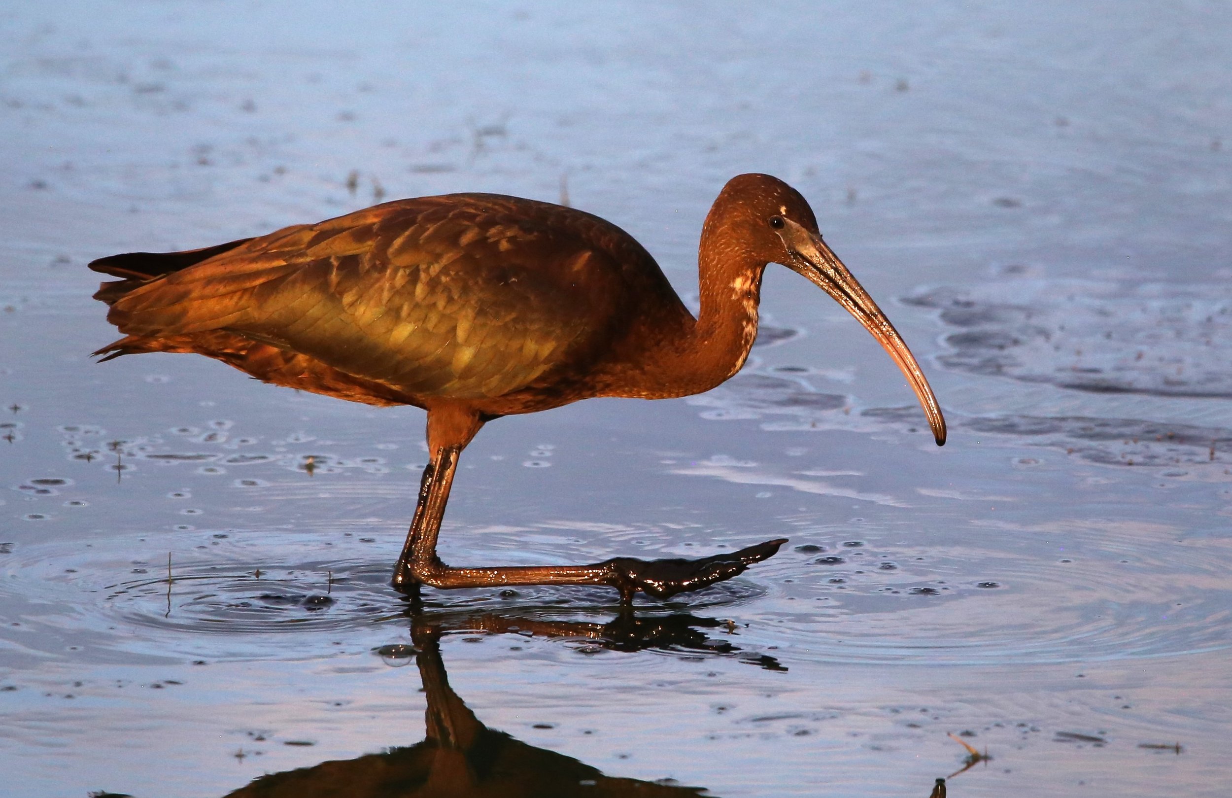 Field Trip Report: Chincoteague 2026