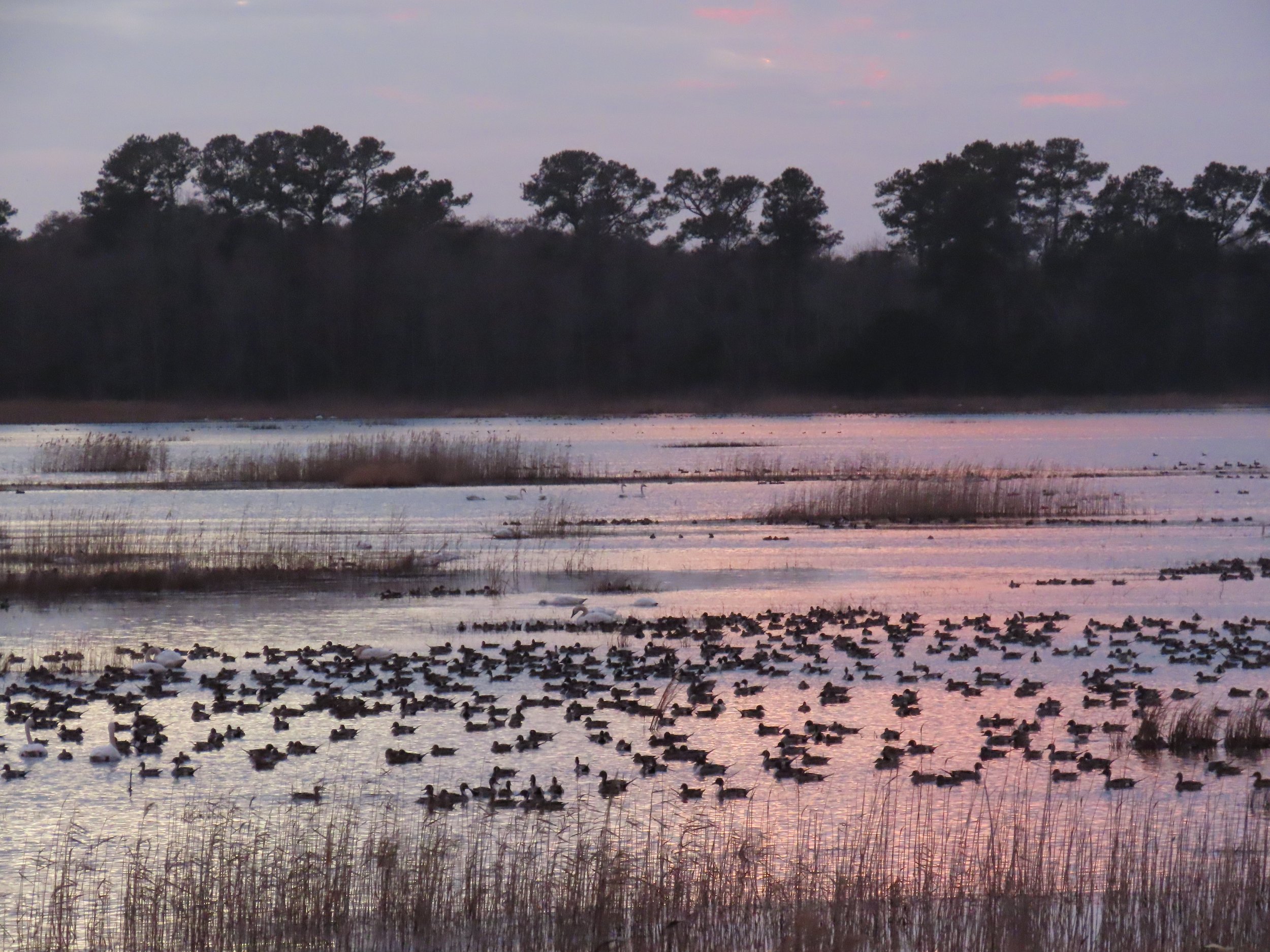 Lake Mattamuskeet at Sunset
