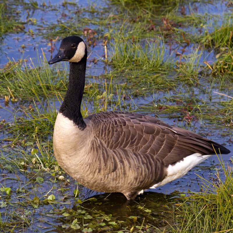 Canada Goose — Virginia Society of Ornithology