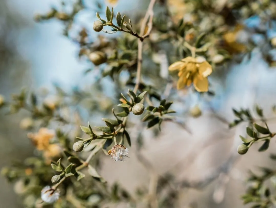 With a heavy sigh, the DVNP ranger described the spring bloom situation as &quot;disappointing.&quot; And I had not gotten my hopes up, but even so, it was worse than projected. But by god, we hunted as many flowers down as we could. And the Mesquite